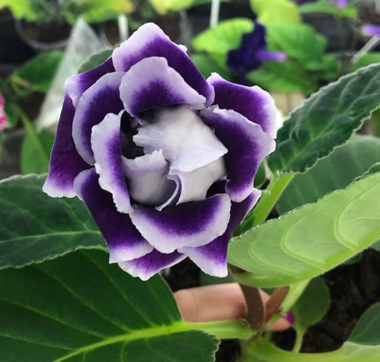 Gloxinia " Runes " 5 Seeds