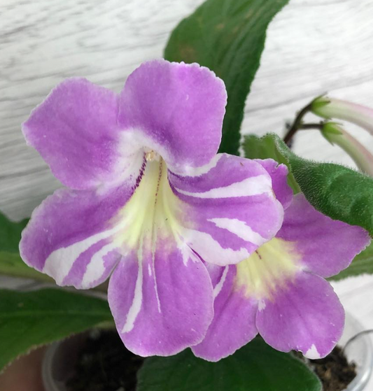 Streptocarpus " Bristol’s Party Animal " 55 Seeds