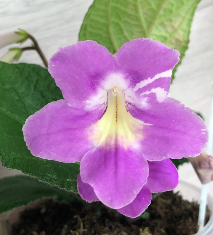 Streptocarpus " Bristol’s Party Animal " 55 Seeds