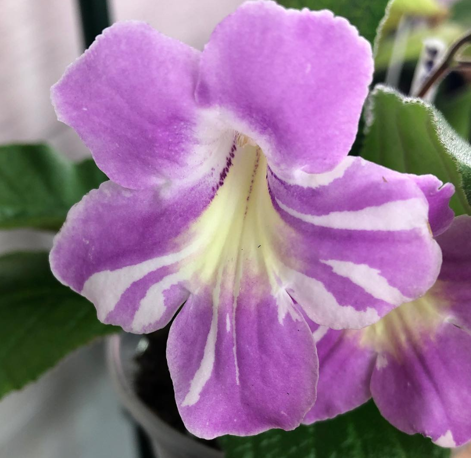Streptocarpus " Bristol’s Party Animal " 55 Seeds