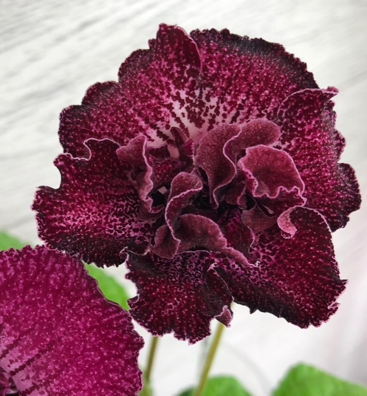 Streptocarpus " Legend " 55 Seeds