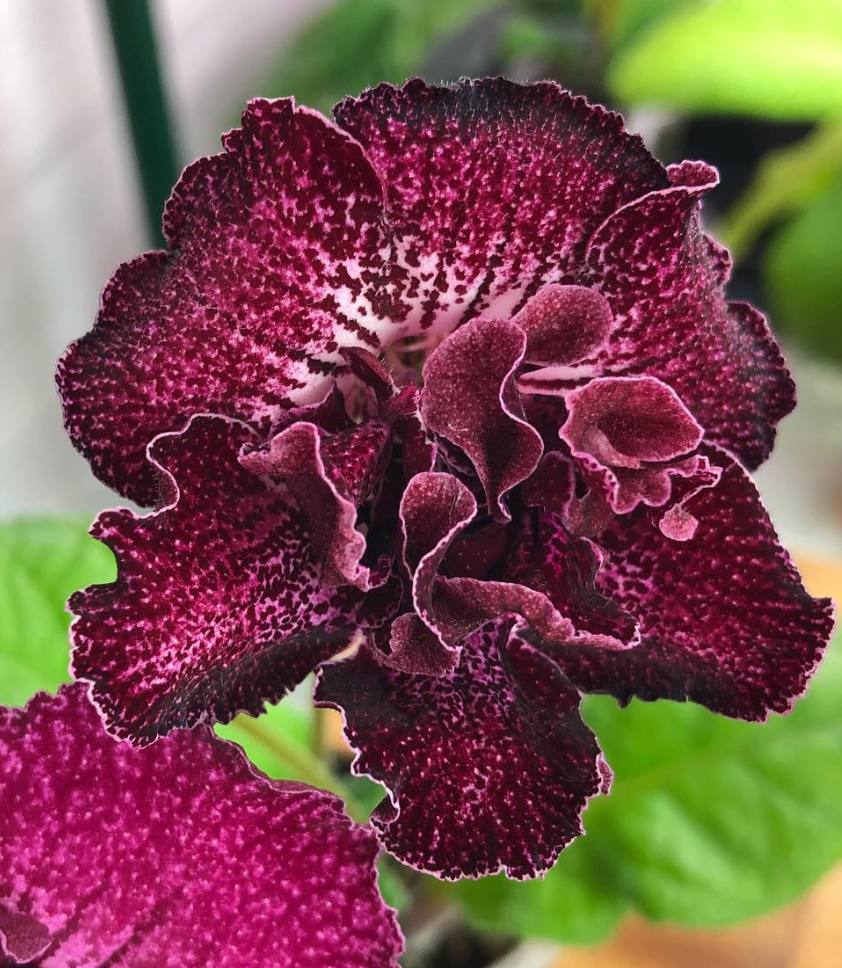 Streptocarpus " Legend " 55 Seeds