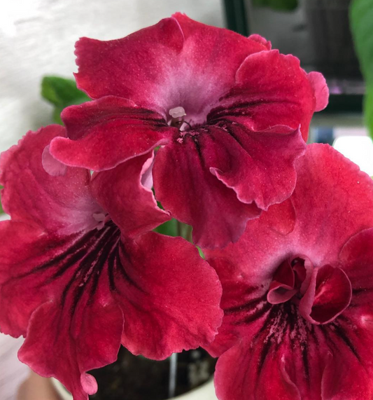 Streptocarpus " Assol " 55 Seeds
