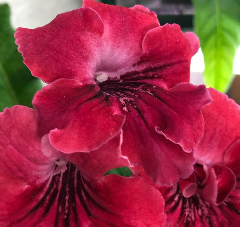 Streptocarpus " Assol " 55 Seeds