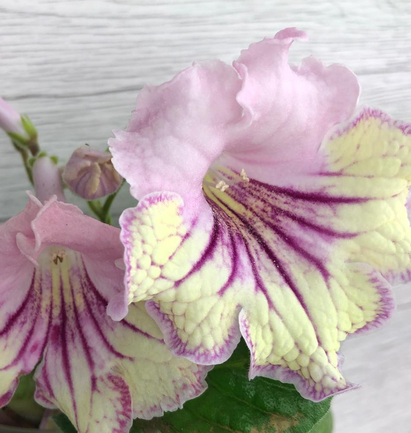 Streptocarpus " Meteor shower " 55 Seeds