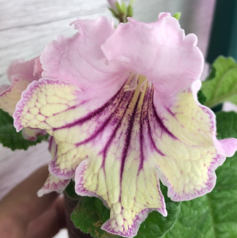 Streptocarpus " Meteor shower " 55 Seeds