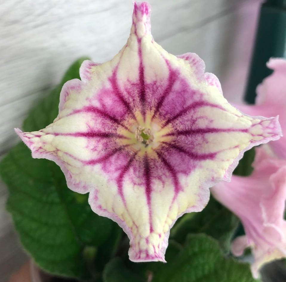 Streptocarpus " Meteor shower " 55 Seeds