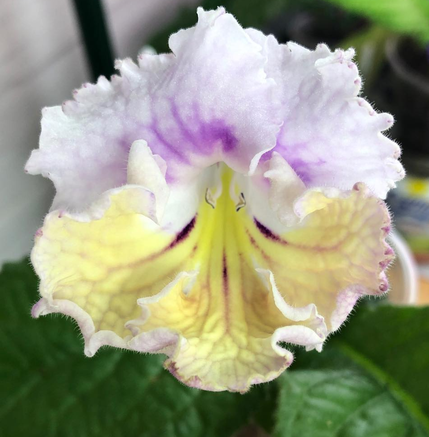 Streptocarpus " Watercolor " 55 Seeds
