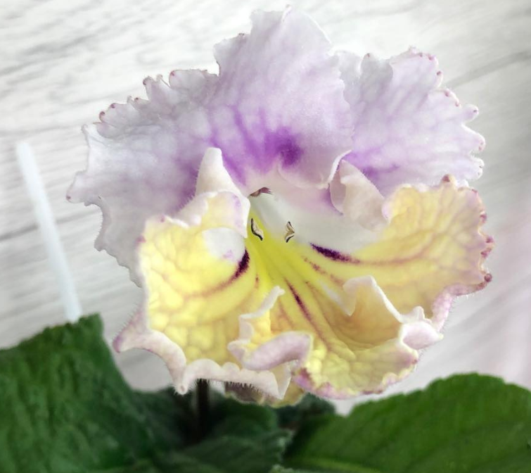 Streptocarpus " Watercolor " 55 Seeds
