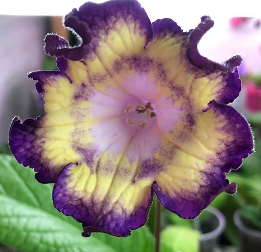 Streptocarpus " Bomboane " 55 Seeds