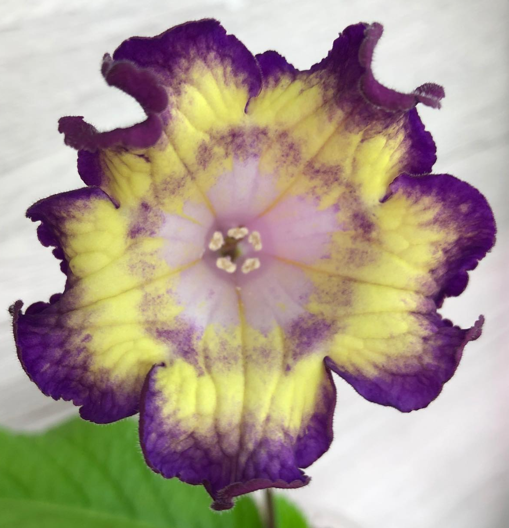 Streptocarpus " Bomboane " 55 Seeds