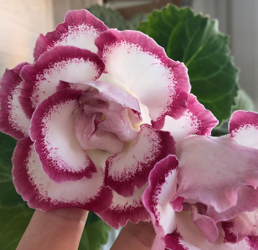 Gloxinia " Sweet Heart " 5 Seeds