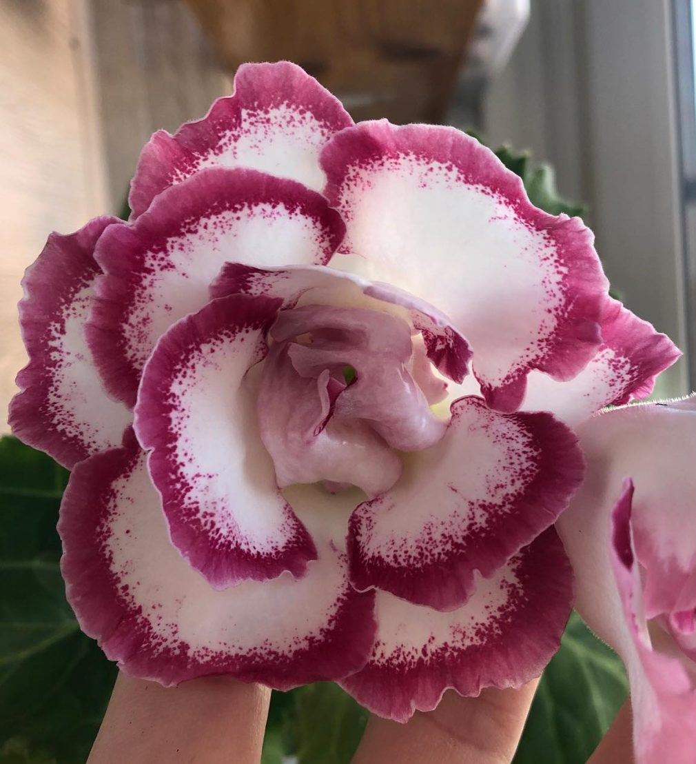 Gloxinia " Sweet Heart " 5 Seeds