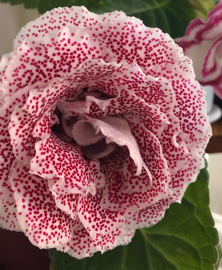 Gloxinia " Dario " 5 Seeds