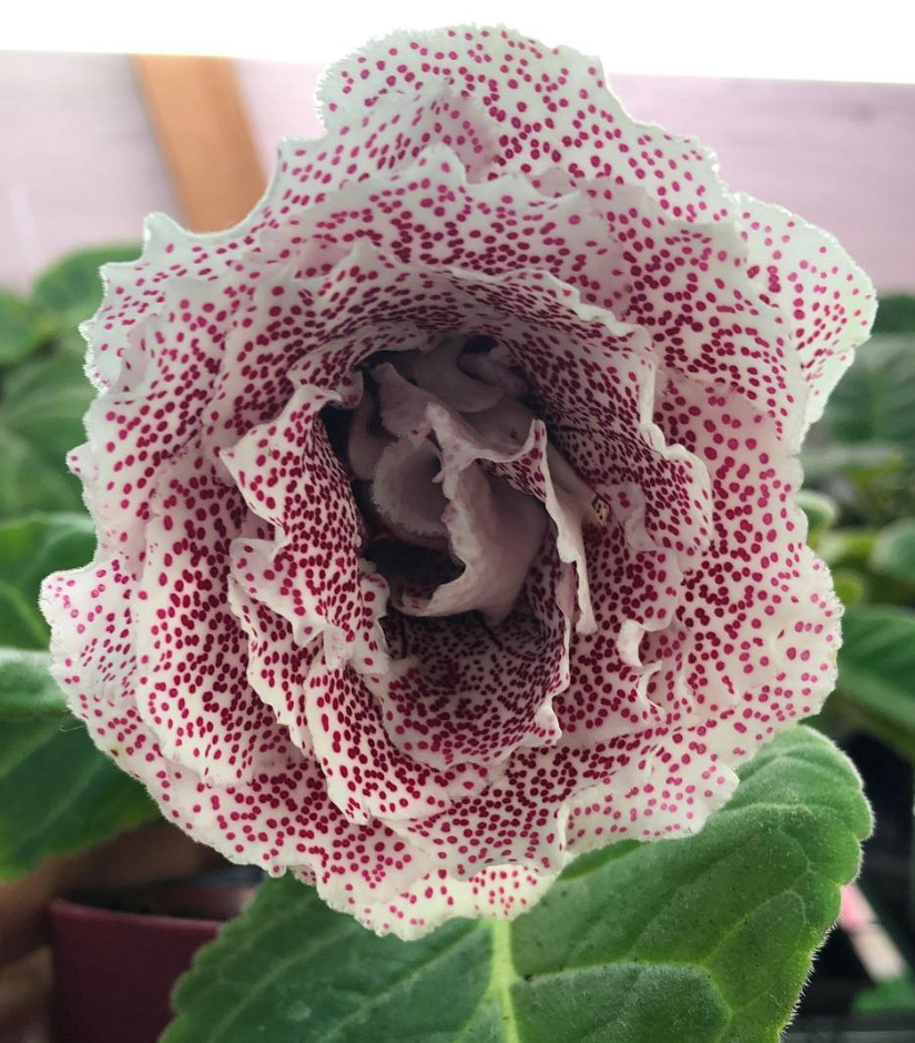 Gloxinia " Dario " 5 Seeds