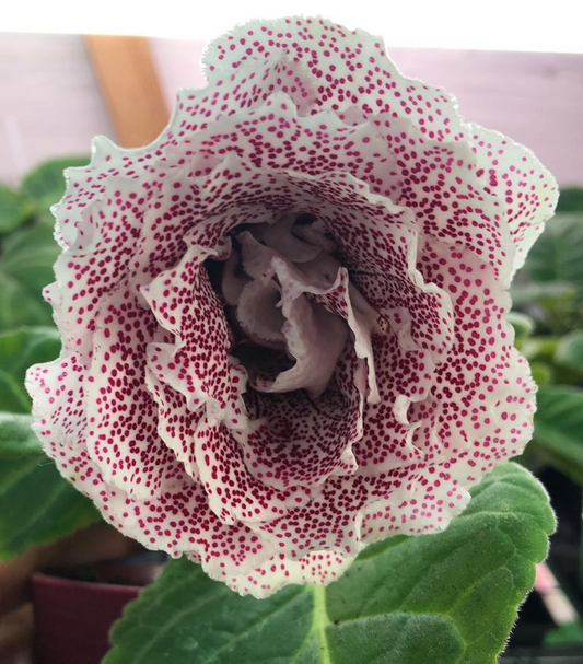 Gloxinia " Dario " 5 Seeds