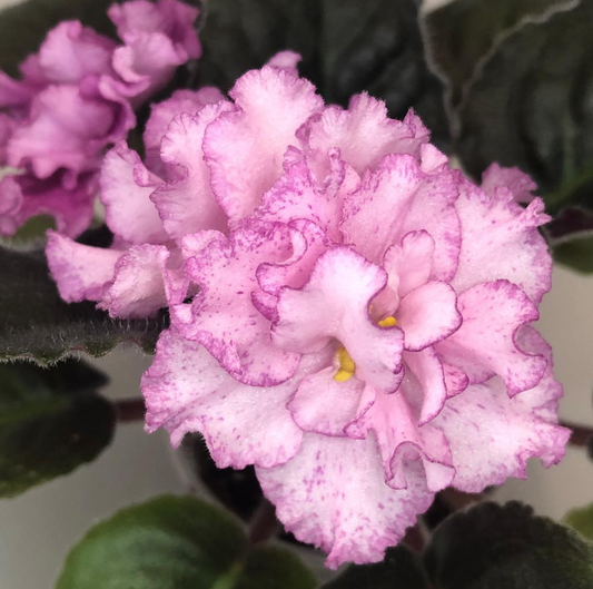 Primula Belarina ‘Sophia’ 50 Seeds