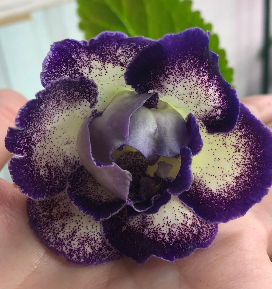 Gloxinia " Shagane " 5 Seeds