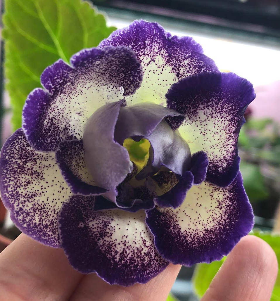 Gloxinia " Shagane " 5 Seeds