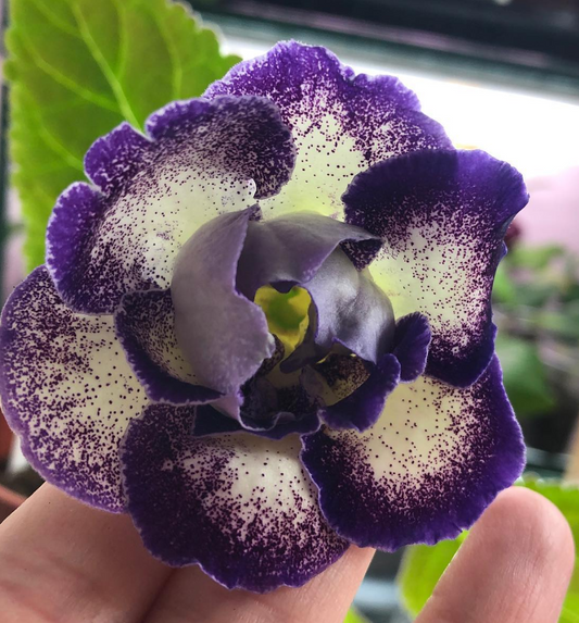 Gloxinia " Shagane " 5 Seeds