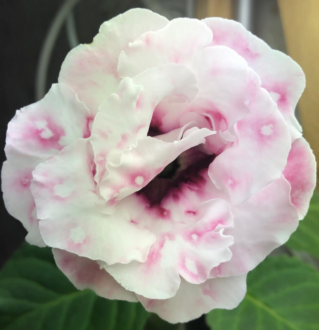 Gloxinia " Dolce Vita " 5 Seeds