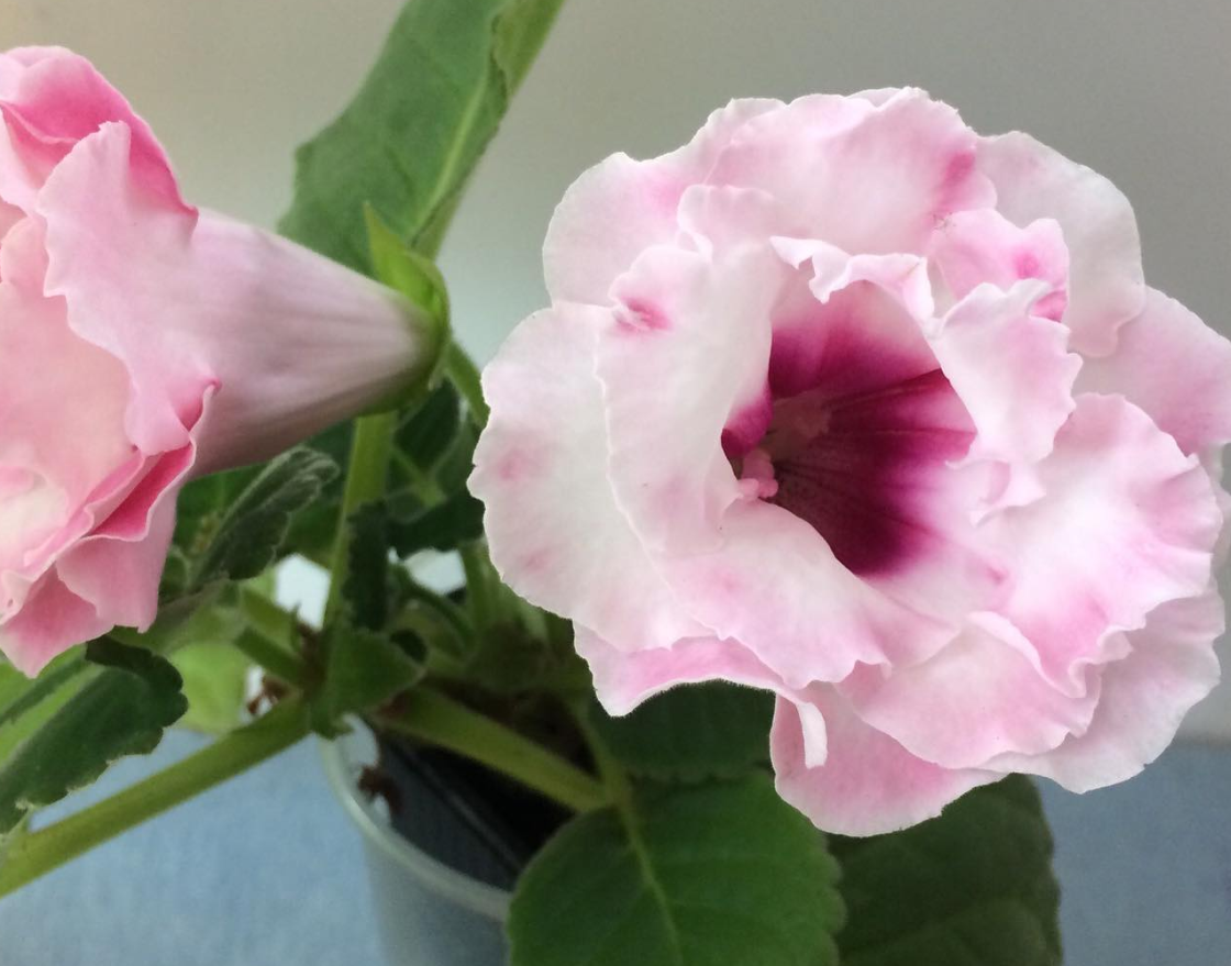 Gloxinia " Dolce Vita " 5 Seeds