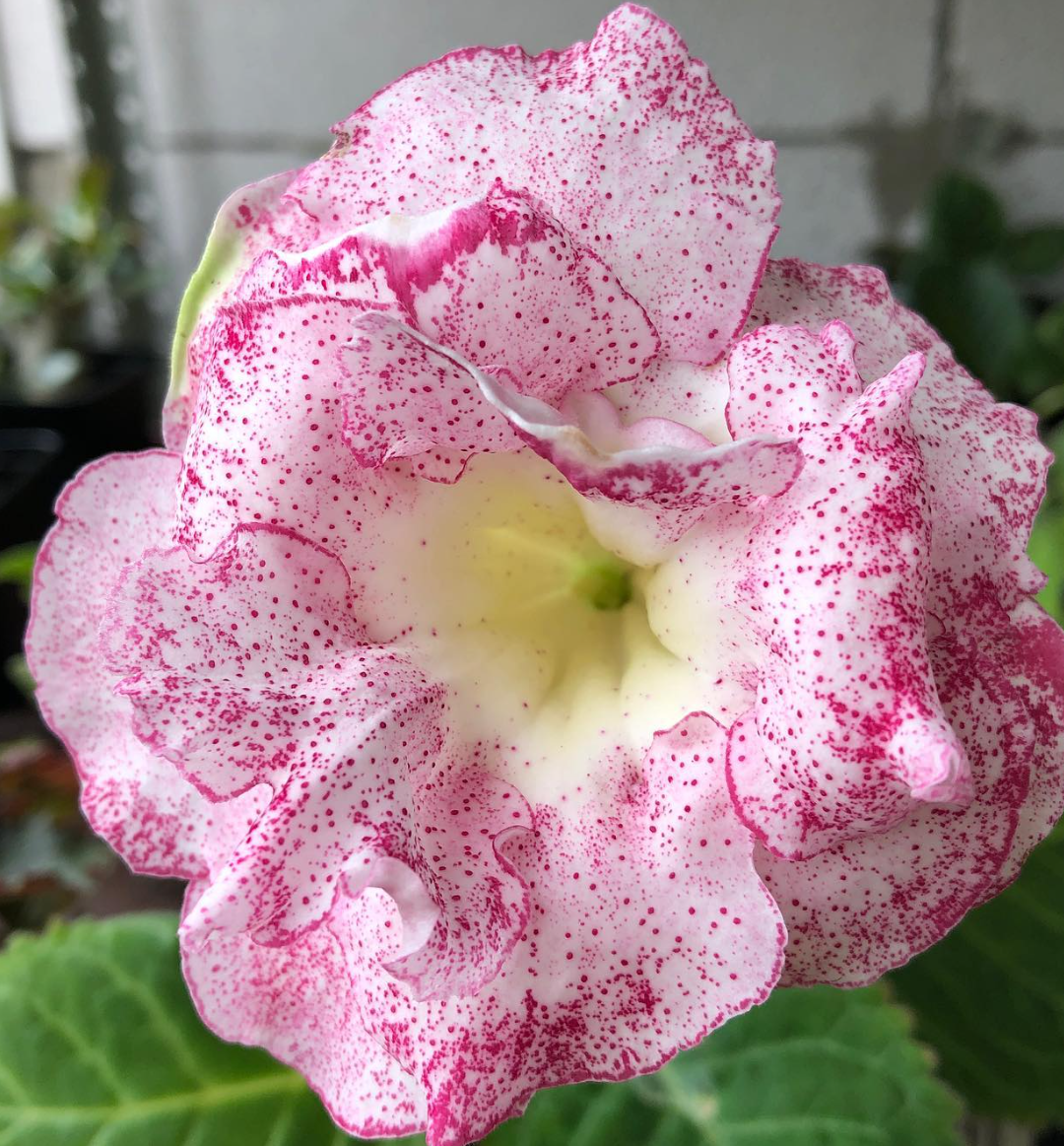 Gloxinia " Ricardo " 5 Seeds