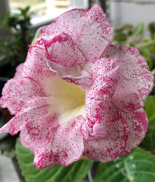Gloxinia " Ricardo " 5 Seeds