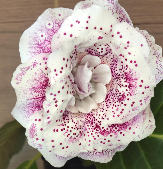 Gloxinia " Lionella " 5 Seeds