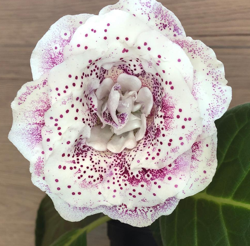 Gloxinia " Lionella " 5 Seeds