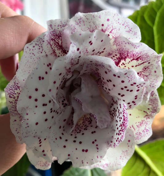 Gloxinia " Winter cherry " 5 Seeds
