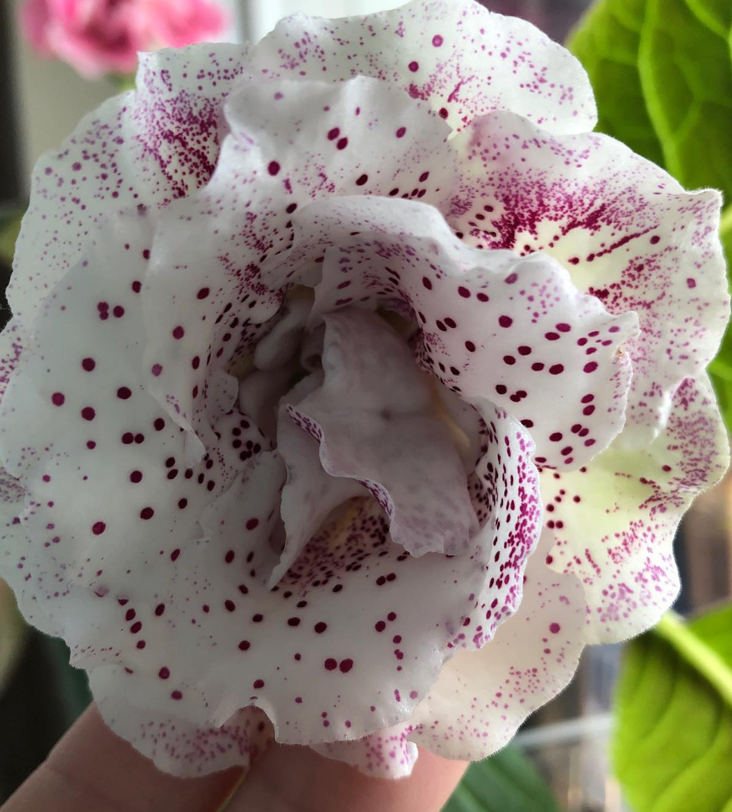Gloxinia " Winter cherry " 5 Seeds