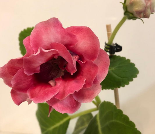 Gloxinia " Eras" 5 Seeds