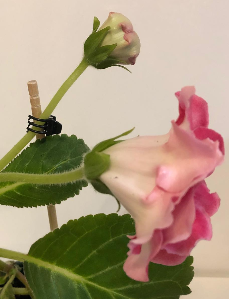 Gloxinia " Eras" 5 Seeds