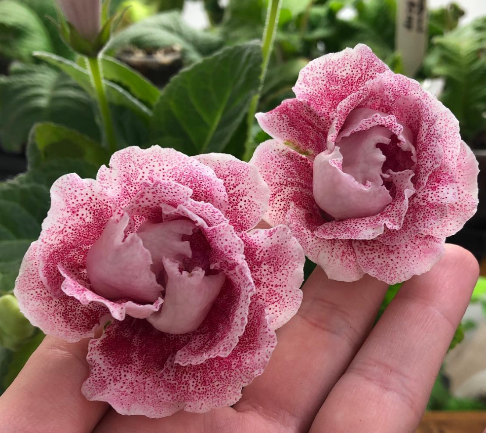 Gloxinia " Given" 5 Seeds