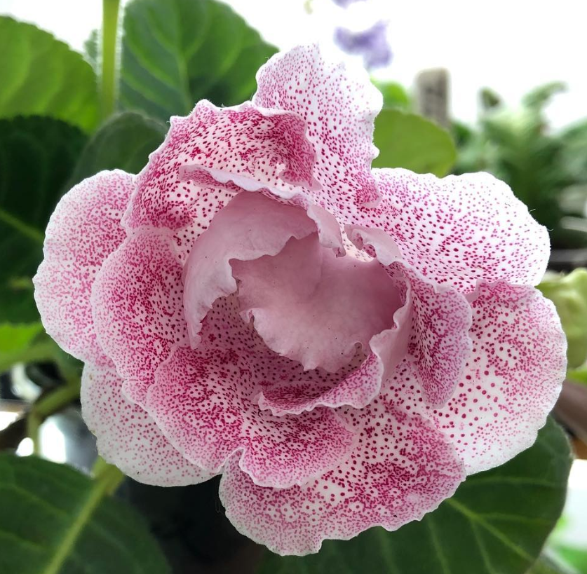 Gloxinia " Given" 5 Seeds