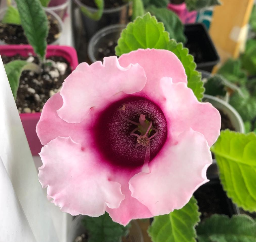 Gloxinia " Kendra" 5 Seeds