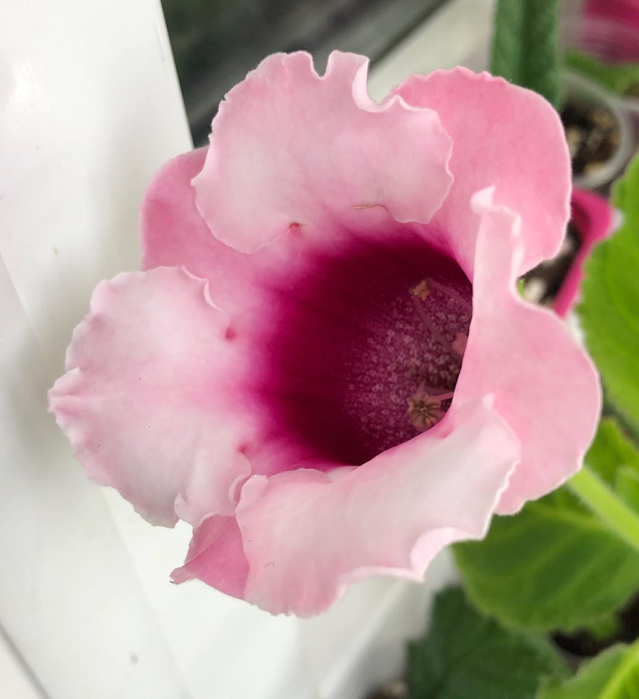 Gloxinia " Kendra" 5 Seeds