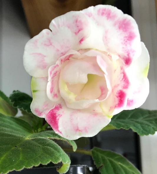 Gloxinia " Delight" 5 Seeds