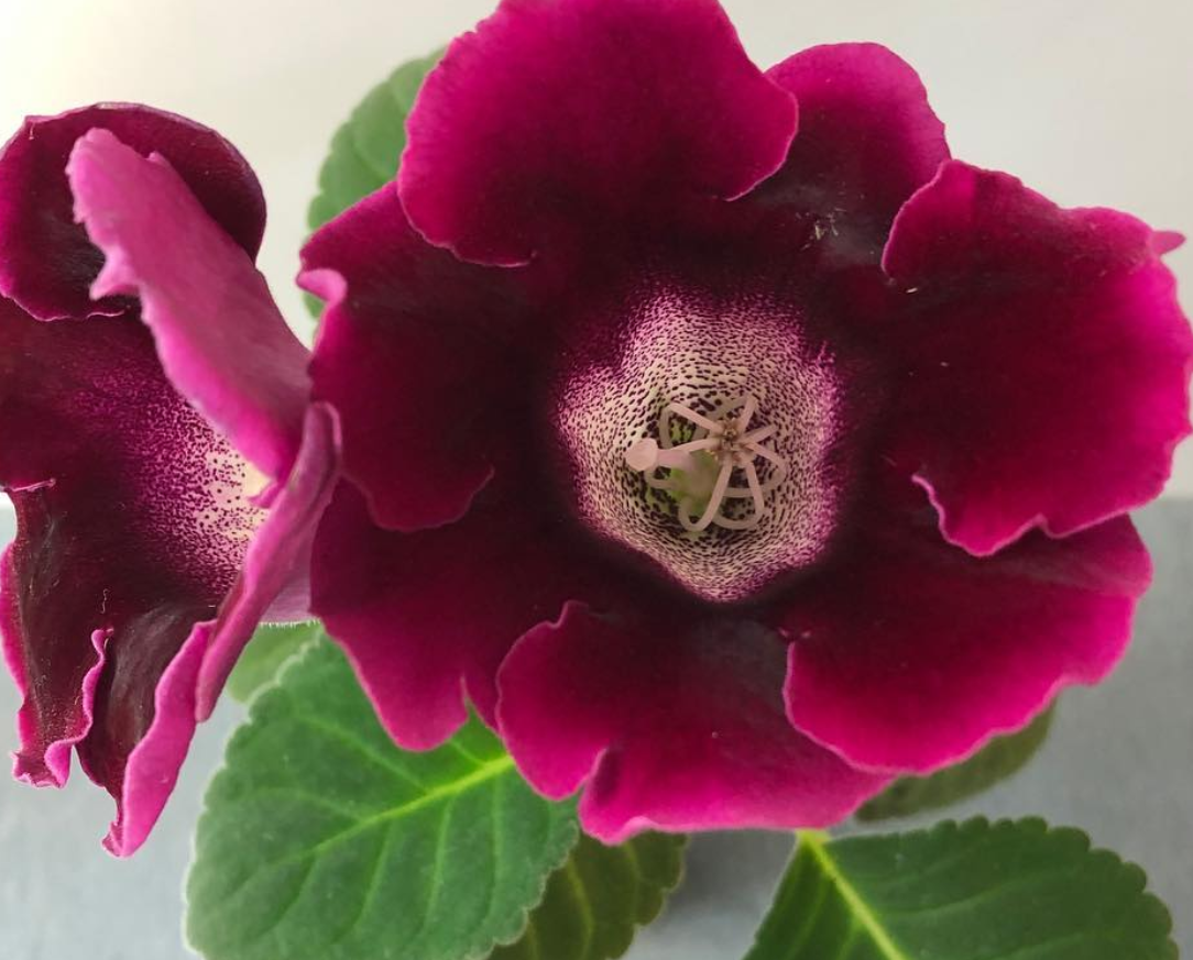 Gloxinia " Sunday " 5 Seeds