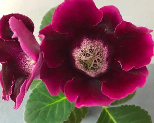 Gloxinia " Sunday " 5 Seeds