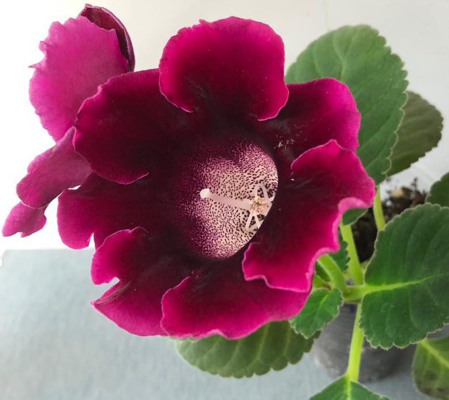 Gloxinia " Sunday " 5 Seeds