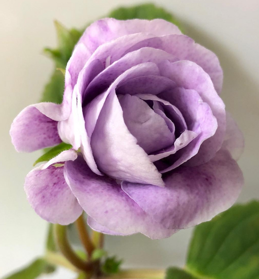 Gloxinia " Mikaela " 5 Seeds