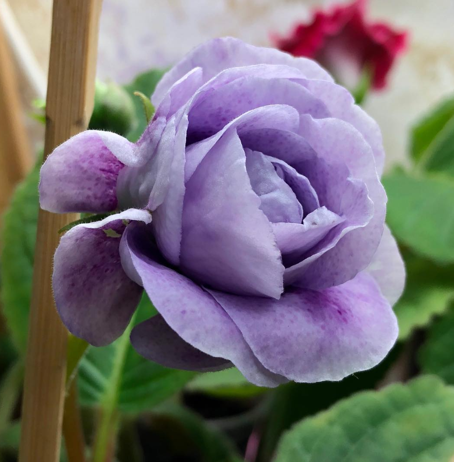 Gloxinia " Mikaela " 5 Seeds