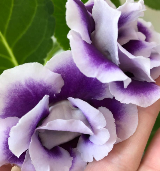 Gloxinia " Donatella " 5 Seeds