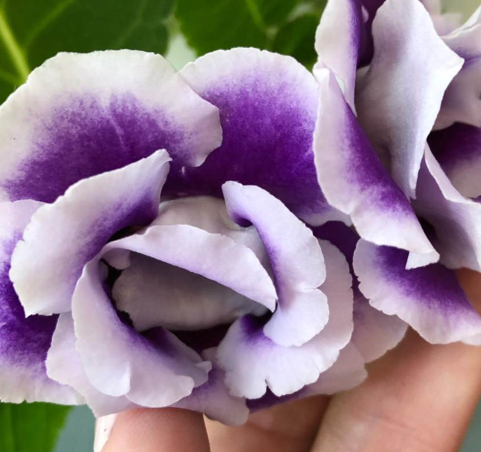 Gloxinia " Donatella " 5 Seeds