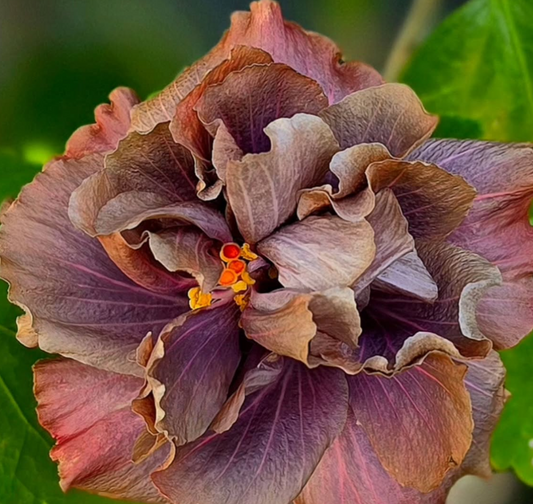 Hibiscus Satin Mirror 50 Seeds