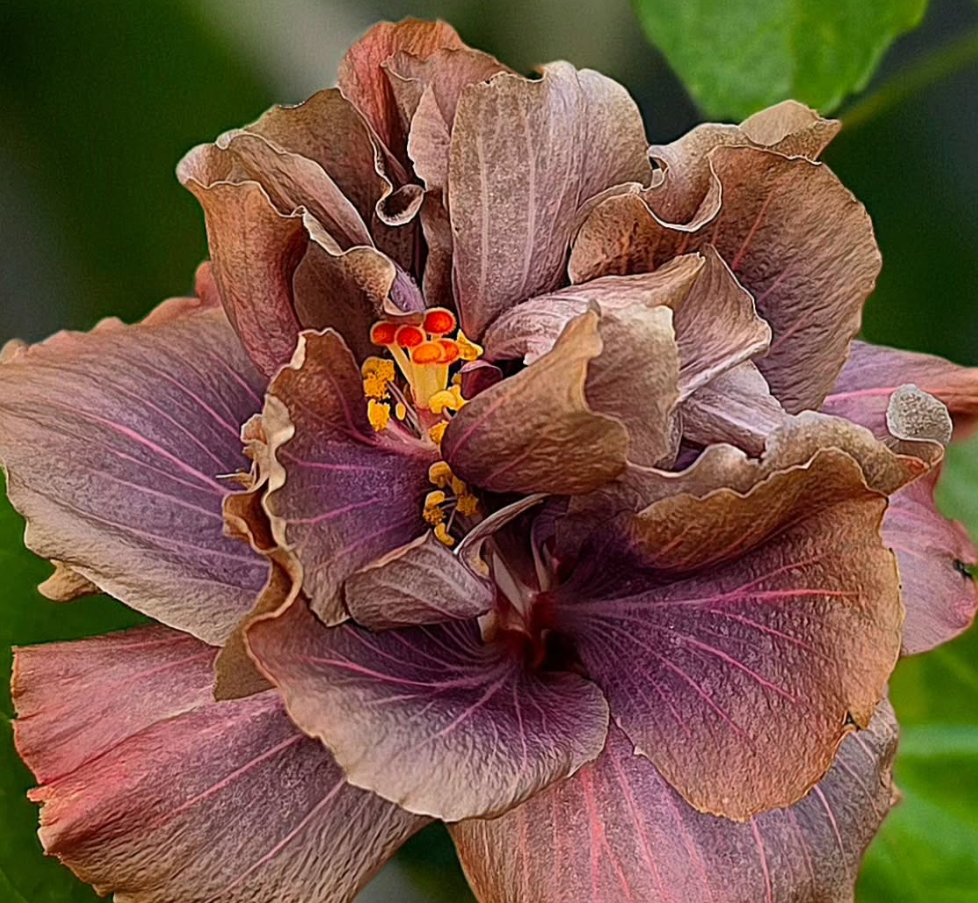 Hibiscus Satin Mirror 50 Seeds