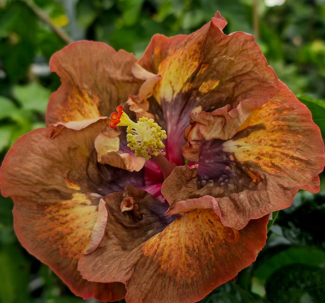 Hibiscus Burnt Sienna 50 Seeds