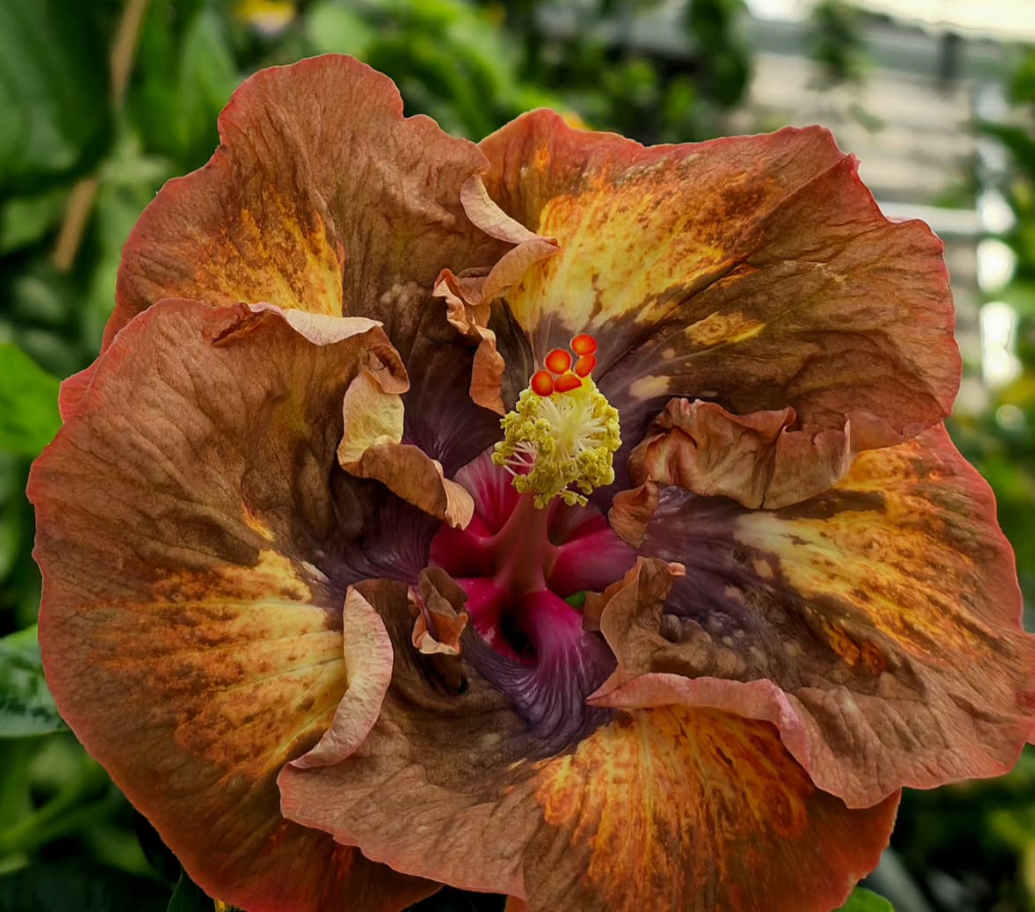 Hibiscus Burnt Sienna 50 Seeds